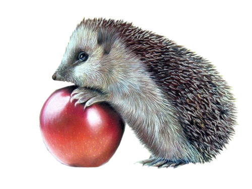 őszi állatok_119.png